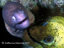 These 2 eels were clearly living in domestic bliss undern... by Katherine Edwards 